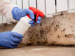 Best Water Damage & Mold Remediation  in Montour Falls, NY